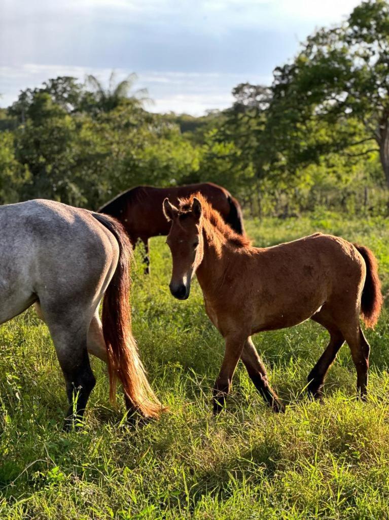 ティシミン Casitas At Rancho Kuxtalヴィラ エクステリア 写真